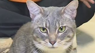 Second Chance Pets: Riddles looking for forever home