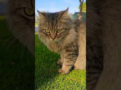 ccc 2 #trending #trendingvideo #youtubeshort