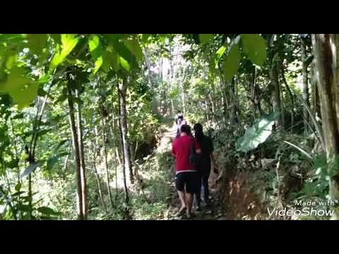 Kemukus (cubeb pepper)