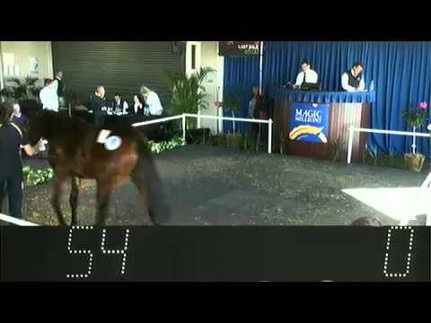2013 Perth Winter Yearling Sale