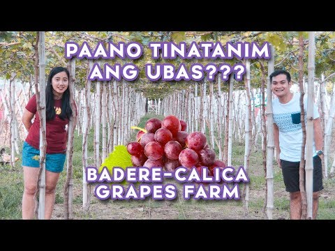 Capsules taobao slimming Bulgarian pagkain para sa pagbaba ng timbang