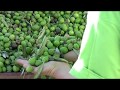 Video: Aceite de Oliva Virgen Extra Vieiru Ecológico 500 ml.