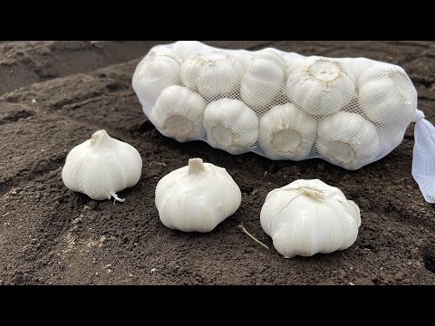 観賞用ニンニクの植え付け:最適な時期はいつですか? 植物