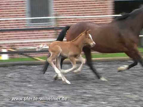 Big Foot  (Belissimo M - Lauries Crusador xx - Bolero - Argus - Duellant) Fohlen 2010