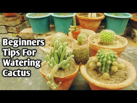 download lagu mp3 mp4 How Much Water Do You Give A Cactus, download lagu How Much Water Do You Give A Cactus gratis, unduh video klip How Much Water Do You Give A Cactus