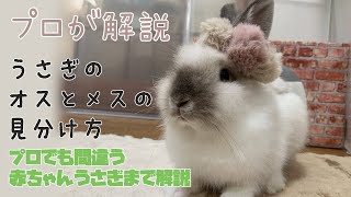 うさぎ オスメス Watch Hd Mp4 Videos Download Free