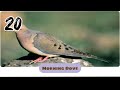 Morning Dove Sound Effects SMS Ringtone