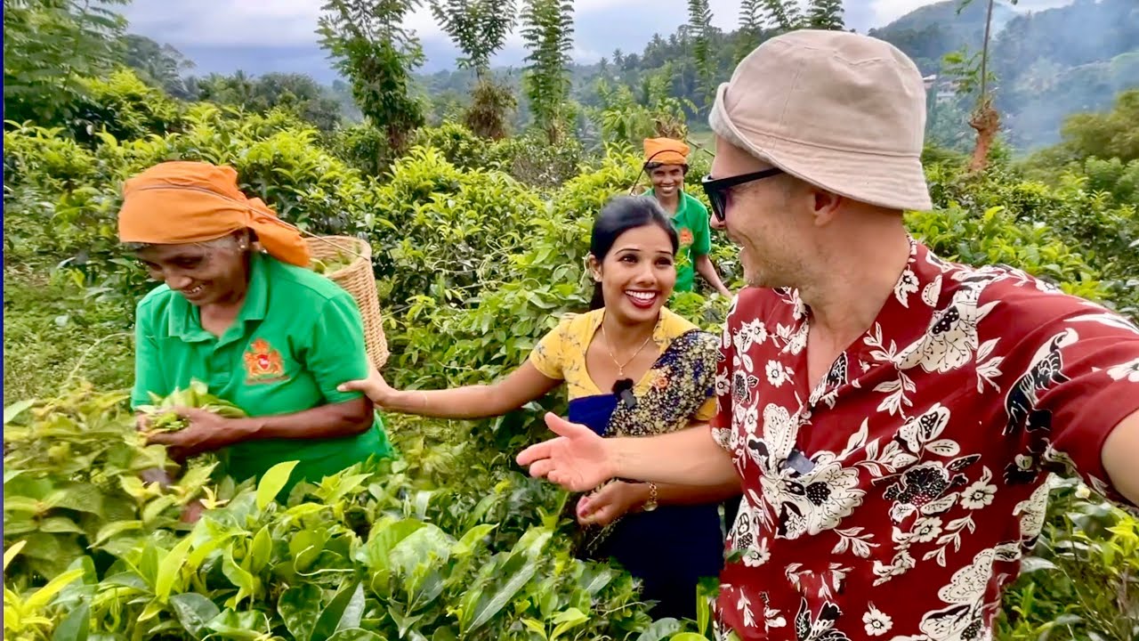 Aukción 285 ezer forintot is adtak már 1 kiló sri lanka-i teáért