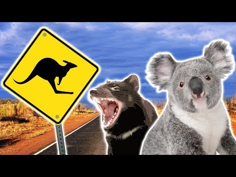 , title : 'Australian Animals | Animals for Kids | Weird Wild Animals'