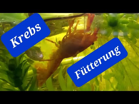 Krebs Cpo Fütterung
