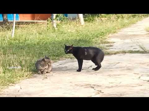 part 2 Cats fighting deadly . Ataogh of kittens | Cute kittens . Cute kittens and CATS