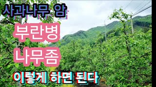 부란병 나무좀 윈인 및 예방,치료 방법