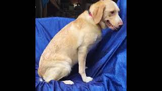 Video preview image #1 Mutt Puppy For Sale in Cuba, NY, USA