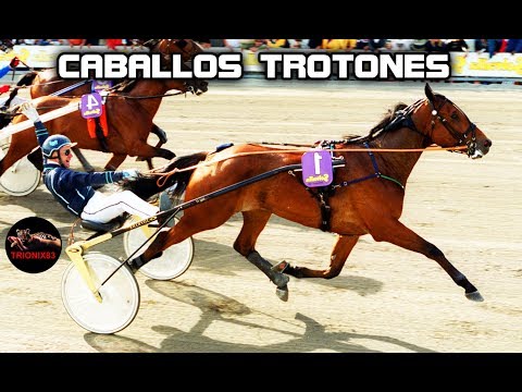 , title : 'CABALLOS TROTONES (Cuales son Los mejores caballos trotones)'