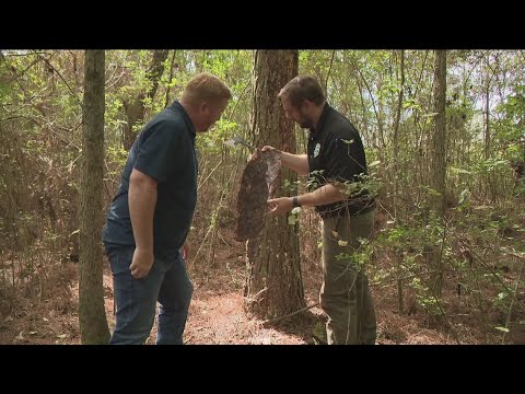 Atlanta City Council updates tree protection ordinance | 11alive.com