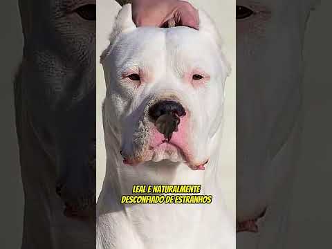 Proteção Máxima: Conheça os Cães Mais Bravos