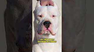 Proteção Máxima: Conheça os Cães Mais Bravos