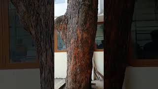 Download lagu எந்த ஊரில் எந்த இடத்தில் உள்ளது இந்த மரம் mp3