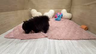 ハーフ犬の動画01