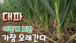 비싼 대파 사지 마세요 ~ 대파 꼭 이렇게 보관해야