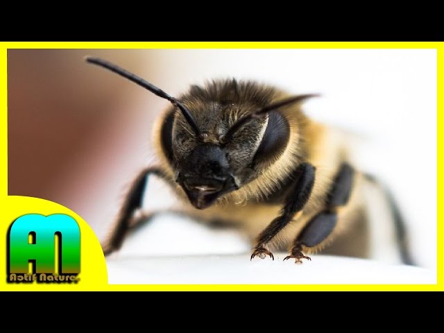 Video Pronunciation of abejas in Spanish