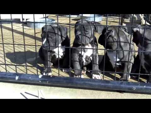 download lagu mp3 mp4 Razor Edge Pitbull Puppies For Sale, download lagu Razor Edge Pitbull Puppies For Sale gratis, unduh video klip Razor Edge Pitbull Puppies For Sale