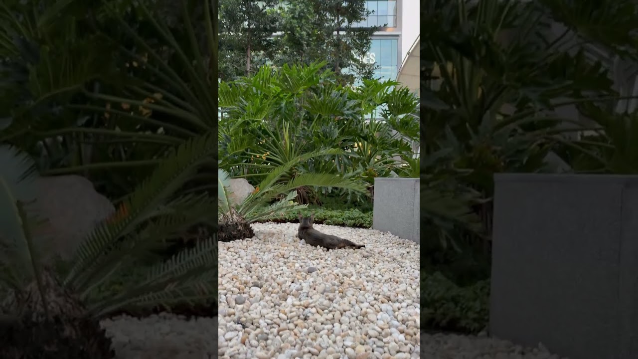 Iguana Sunbathing 🦎, Bangkok, Thailand