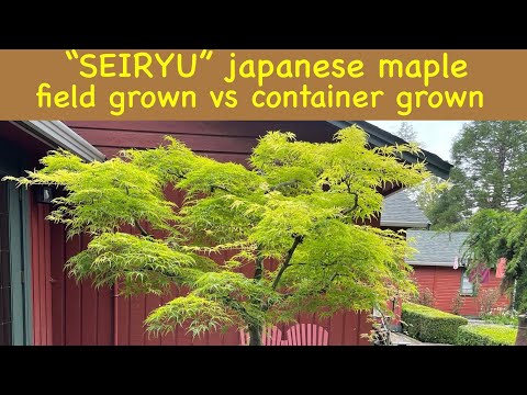 Seiryu - Japanese maple tree, container grown vs garden grown