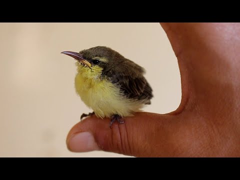 baby purple sunbird  Taming and feeding/ how to feed and tame a hummingbird