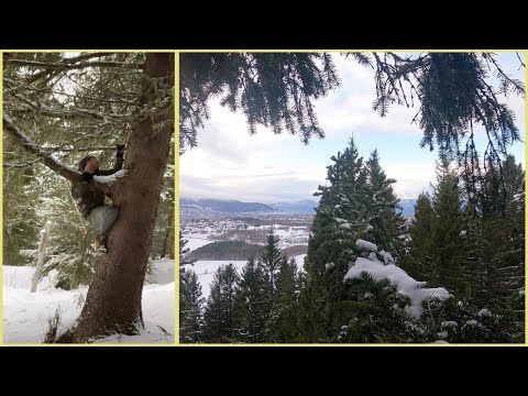 Free climbing a tree covered in snow (15 meters)