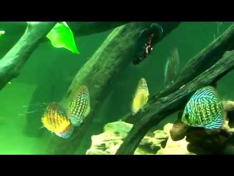 Discus in Oscar tank with other South American Cichlids