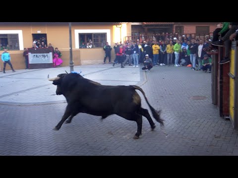 Toro San Martín Traspinedo 2022