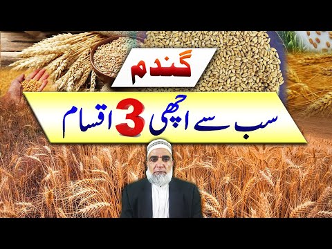 Three best wheat varieties for 2025 || Crop Reformer