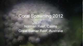 Coral Spawning was first scientifically witnessed 30 years ago by several marine biologists working on the Great Barrier Reef. It's Mother Nature's way of maintaining a consistently robust coral gene pool. 

Predicting when the coral spawing will occur is not an exact science but does rely on several environmental cues. The ocean temperature needs to be 26 degrees Celsius or above for the month before for the gametes to mature. Secondly, they will generally reproduce 4 to 6 nights after the full moon in November or December when there is little tidal movement. Thirdly, it will generally be about 2-3 hours after the sun sets, because it's nice and romantic!, but more importantly most of the plankton feeders will be asleep, giving the eggs more time to settle to the relative safety of the reef.

For more information visit: http://www.silverseries.com.au/night_dive.htm

Music Credit: "Love Song" by Gerritvanaaken
http://soundcloud.com/gerritvanaaken/