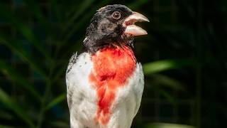 Download lagu Rose Breasted Grosbeak Call / Song | Bird mp3