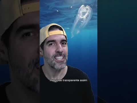 Bicho TRANSPARENTE e ESQUISITO do mar - Salpa | Pidobiologia