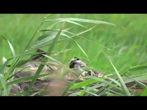 Die Bachstelze/The White Wagtail
