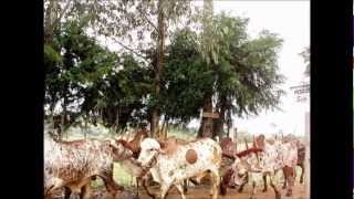 preview picture of video 'Desfile de Carro de Boi _ Congonhal - MG 2012'