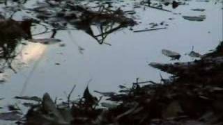 Solace in the Shadows - Pulse of the Shadowsphere