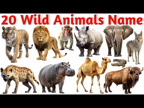 Wild Animals for Kids | Learn 20 Wild Animal Names in English with Pictures for Preschool & Toddlers
