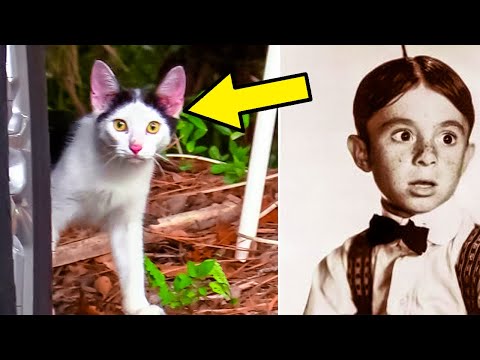 Stray Kitten With A Unique Hair “Style” Given The Name Alfalfa…And A Forever Home