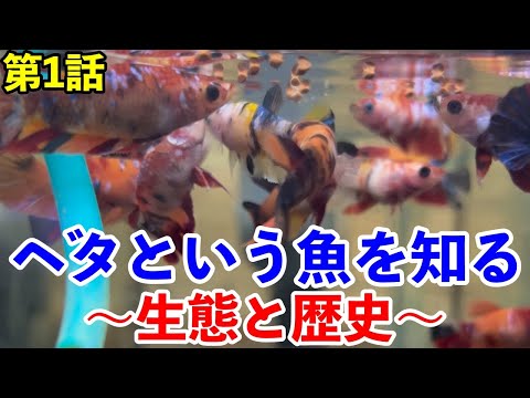 ベタの魚 – すごい要素を持つ孤独な魚