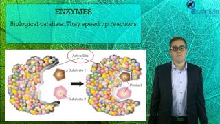 Essentials Concept Video SACE2 Biology - Protein Structure