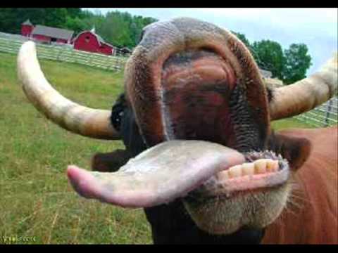 Scioglingua loquendistici