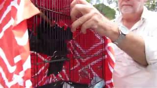 Miss Bonnie Flies Free