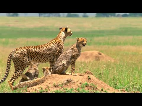 Born in Africa: Hunting Lessons