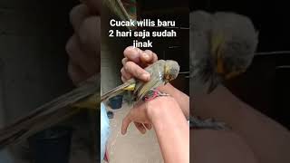 Download lagu beli cucak Wilis baru seminggu langsung jinak mp3