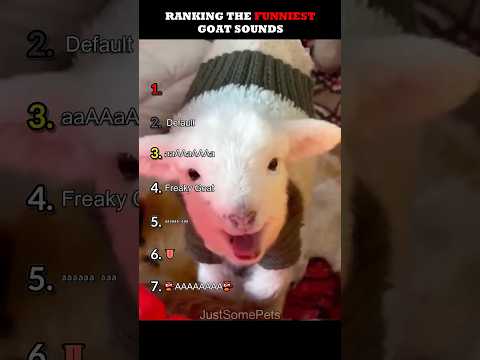 Ranking The Funniest Goat Sounds Part 3