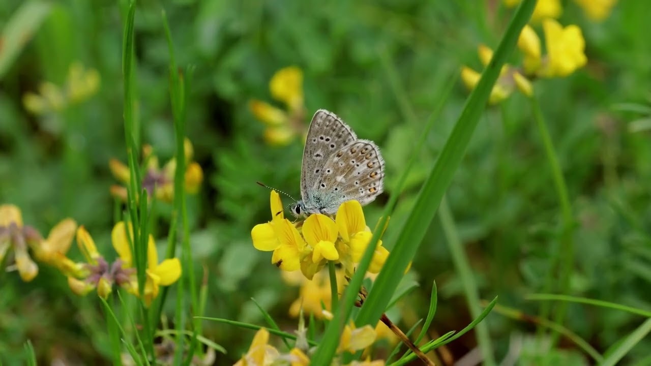 Efekt motyla - film na łące