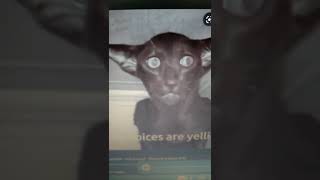 Cover art for THE VOICES ARE YELLING